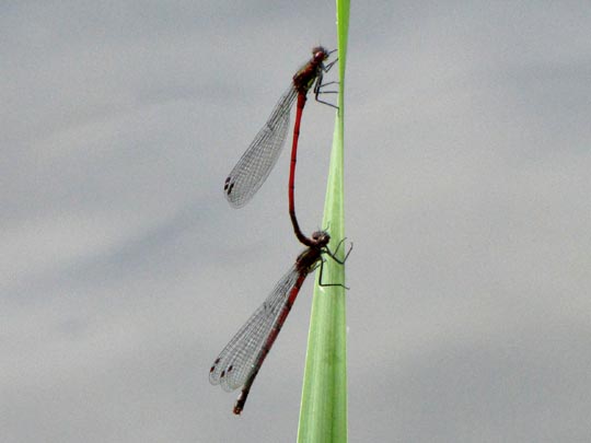 Frühe Adonisjungfer, Pyrrhosoma nymphula