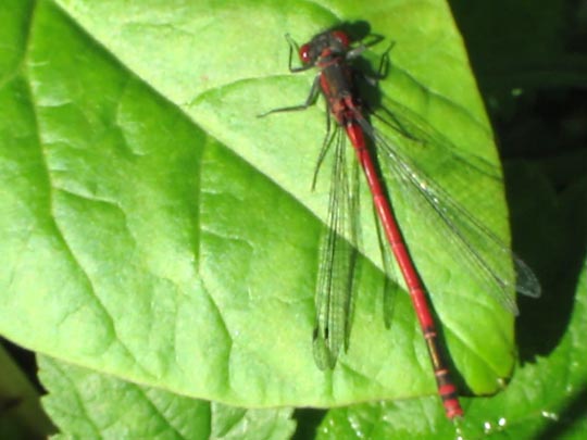 Frühe Adonisjungfer, Pyrrhosoma nymphula