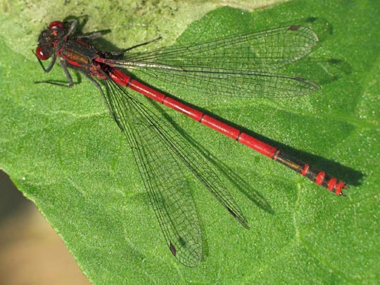 Frühe Adonisjungfer, Pyrrhosoma nymphula