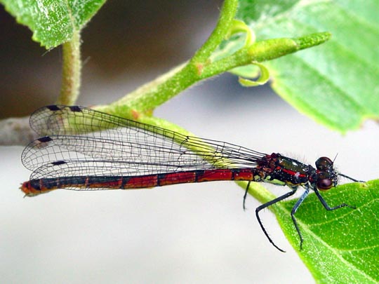Frühe Adonisjungfer, Pyrrhosoma nymphula