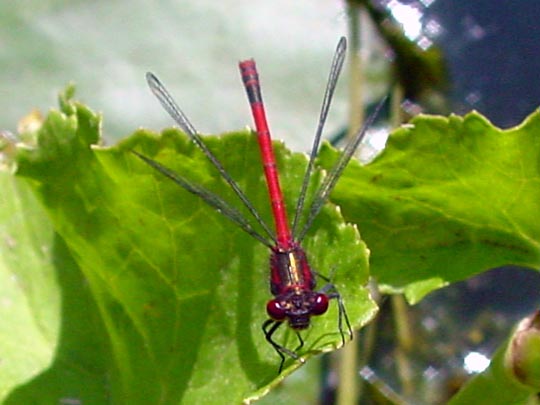 Frühe Adonisjungfer, Pyrrhosoma nymphula