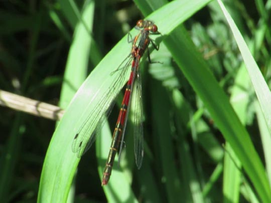 Frühe Adonisjungfer, Pyrrhosoma nymphula