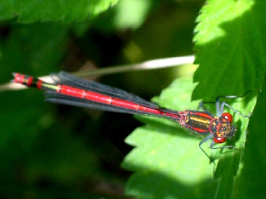 Frühe Adonisjungfer, Pyrrhosoma nymphula