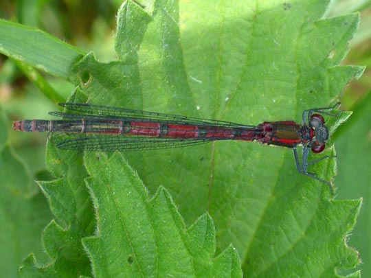 Frühe Adonisjungfer, Pyrrhosoma nymphula