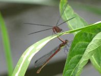 Frühe Adonisjungfer, Pyrrhosoma nymphula