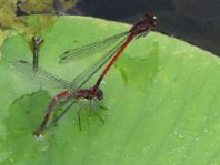 Frühe Adonisjungfer, Pyrrhosoma nymphula