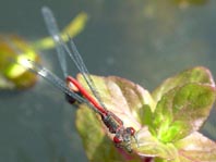 Frühe Adonisjungfer, Pyrrhosoma nymphula