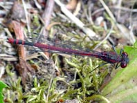 Frühe Adonisjungfer, Pyrrhosoma nymphula