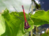 Frühe Adonisjungfer, Pyrrhosoma nymphula