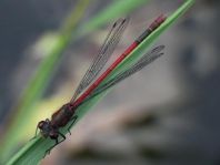 Frühe Adonisjungfer, Pyrrhosoma nymphula