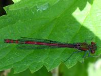 Frühe Adonisjungfer, Pyrrhosoma nymphula