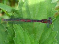 Frühe Adonisjungfer, Pyrrhosoma nymphula