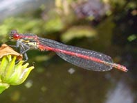 Frühe Adonisjungfer, Pyrrhosoma nymphula
