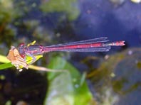 Frühe Adonisjungfer, Pyrrhosoma nymphula
