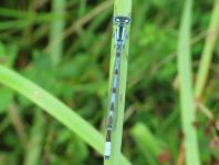 Enallagma cyathigerum, Gemeine Becherjungfer