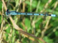 Enallagma cyathigerum, Gemeine Becherjungfer
