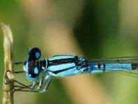 Enallagma cyathigerum, Gemeine Becherjungfer