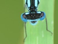 Enallagma cyathigerum, Gemeine Becherjungfer