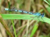 Enallagma cyathigerum, Gemeine Becherjungfer