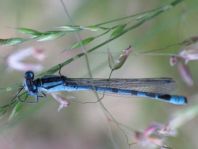 Enallagma cyathigerum, Gemeine Becherjungfer