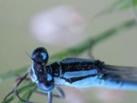 Enallagma cyathigerum, Gemeine Becherjungfer