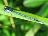 Enallagma cyathigerum, Gemeine Becherjungfer