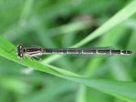 Enallagma cyathigerum, Gemeine Becherjungfer