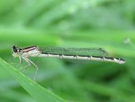 Enallagma cyathigerum, Gemeine Becherjungfer
