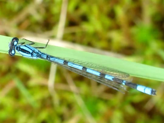 Enallagma cyathigerum, Gemeine Becherjungfer