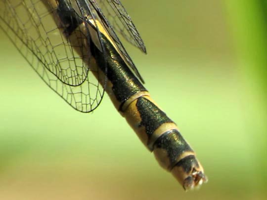 Enallagma cyathigerum, Gemeine Becherjungfer