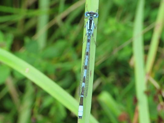 Enallagma cyathigerum, Gemeine Becherjungfer