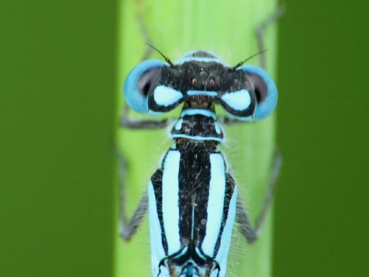 Enallagma cyathigerum, Gemeine Becherjungfer