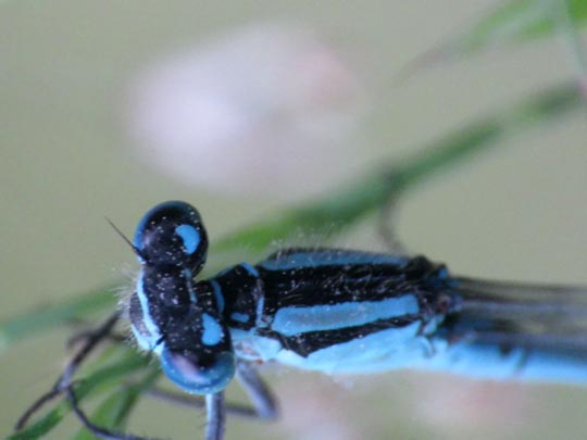 Enallagma cyathigerum, Gemeine Becherjungfer