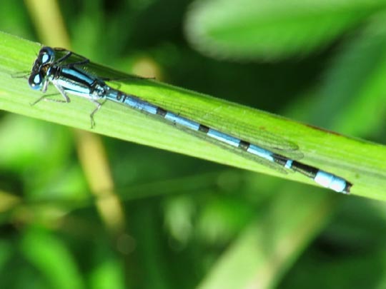 Enallagma cyathigerum, Gemeine Becherjungfer