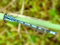 Enallagma cyathigerum, Gemeine Becherjungfer