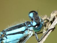 Enallagma cyathigerum, Gemeine Becherjungfer