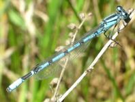 Enallagma cyathigerum, Gemeine Becherjungfer