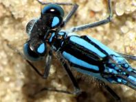 Enallagma cyathigerum, Gemeine Becherjungfer