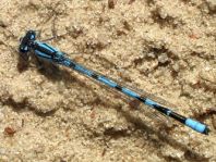 Enallagma cyathigerum, Gemeine Becherjungfer