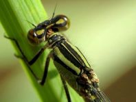 Enallagma cyathigerum, Gemeine Becherjungfer