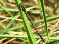 Enallagma cyathigerum, Gemeine Becherjungfer