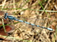 Enallagma cyathigerum, Gemeine Becherjungfer