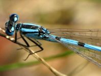 Enallagma cyathigerum, Gemeine Becherjungfer