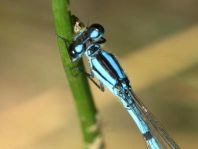 Enallagma cyathigerum, Gemeine Becherjungfer