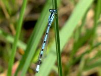 Enallagma cyathigerum, Gemeine Becherjungfer
