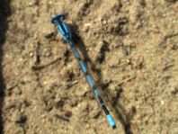 Enallagma cyathigerum, Gemeine Becherjungfer