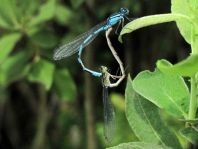 Enallagma cyathigerum, Gemeine Becherjungfer