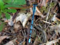 Enallagma cyathigerum, Gemeine Becherjungfer