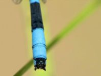 Enallagma cyathigerum, Gemeine Becherjungfer