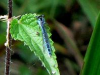 Enallagma cyathigerum, Gemeine Becherjungfer